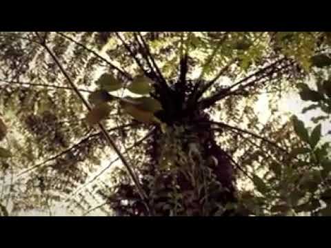 "Fea Ea Oe" ft Tonya Tuigamala