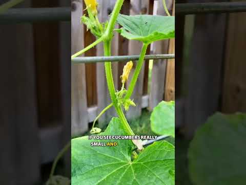 Growing Cucumbers - gardening tips