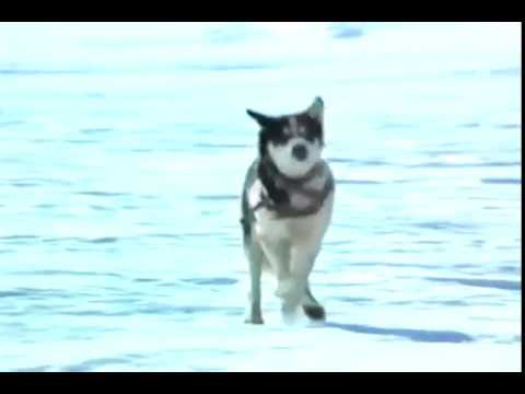 CATWOMAN: HUNTED FULL MOVIE FREE DOWNLOAD MP4