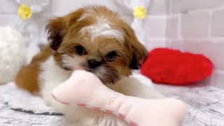 シーズーの動画03