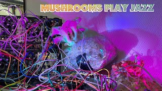 Video thumbnail for Mushrooms Play Jazz A Duet of Blue and Pink Oyster: Plus an Instruo Scion Eurorack Module Unboxing by MycoLyco