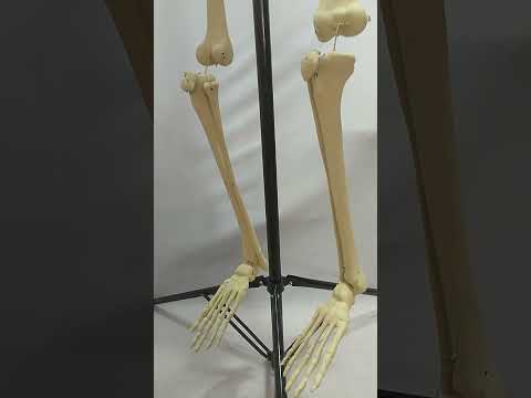 Human Skeleton With Stand