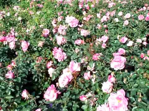 download lagu mp3 mp4 Rose Lovestruck, download lagu Rose Lovestruck gratis, unduh video klip Rose Lovestruck