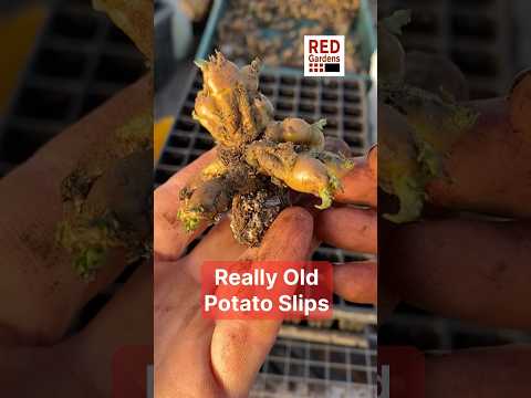 Reviving Ancient Spuds: Potato Slip Propagation for Resilience