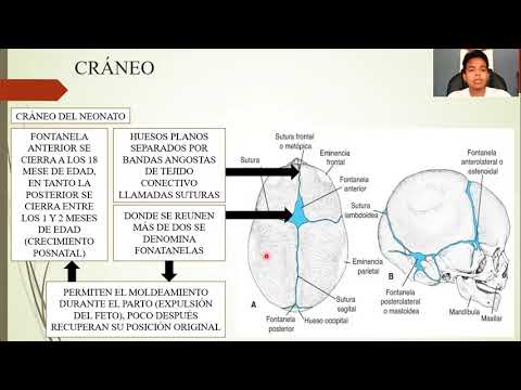 EMBRIOLOGÍA: ESQUELETO AXIAL