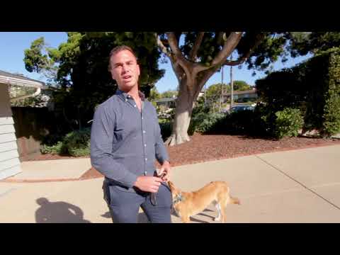 download lagu mp3 mp4 Noble Dog, download mp3 Noble Dog free download mp3, download mp3 Noble Dog