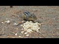 Chipmunk Eating Peanuts