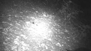preview picture of video 'River Otters Scent Marking at a Latrine Site'