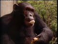 National Geographic S Really Wild Animals Primates Music Video