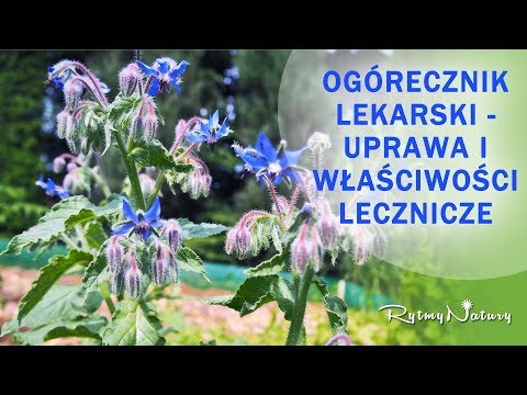 Dając rozmaryn olej do włosów Witaminy dla włosów w ampułkach do wzrostu włosów