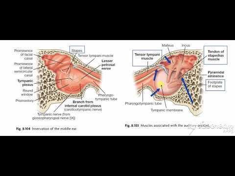 Middle ear muscles 3