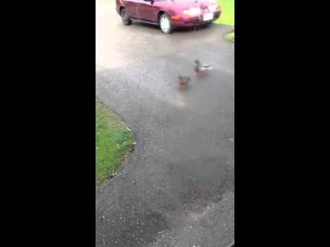 Attack Of The Ducks