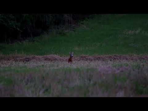 Rehbock springt aufs Blatten #Rehbrunft #Blattzeit