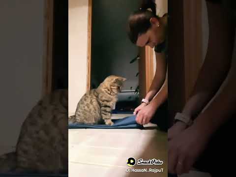 #cat  cat videos subscribe plz(4)