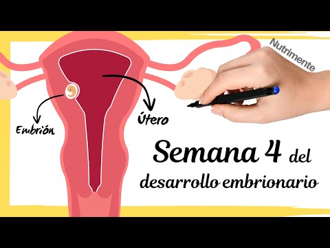Cuarta Semana Del Desarrollo Embrionario Humano o semana 6 desde FUM (Fecha.Última.Menstruación)