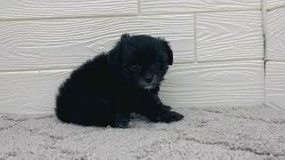 ハーフ犬の動画01