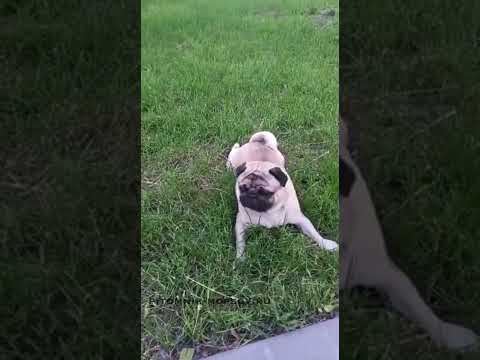 Видеоотзыв владельца щенка мопса из питомника Loyal Friend