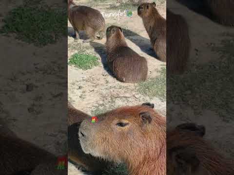 Un tesoro escondido en ROCHA #uruguay #turismo #rocha #viajes #viajar