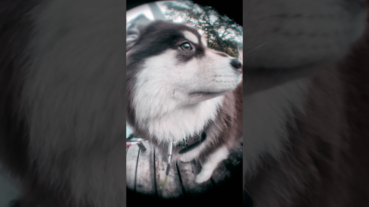 Well... it's something. A.K.A.: My human too obsessed with cheap fisheye-addon lenses.