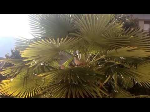 Cara mia, tenore Noah Stewart