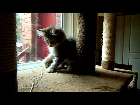 Vaidurya Norwegian Forest Cats - Nalini with the ball.MOV