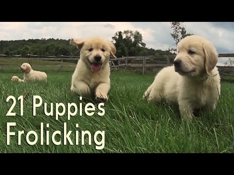 12 Golden Retrievers Que Irão Alegrar Seu Dia!