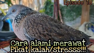 Download lagu CARA ALAMI MERAWAT PIKAT TEKUKUR YANG KALAH DILAMAN. mp3