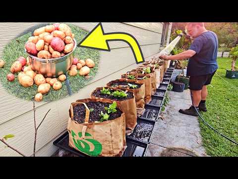 I Grew Potatoes in Supermarket Paper Bags — Here’s What Happened