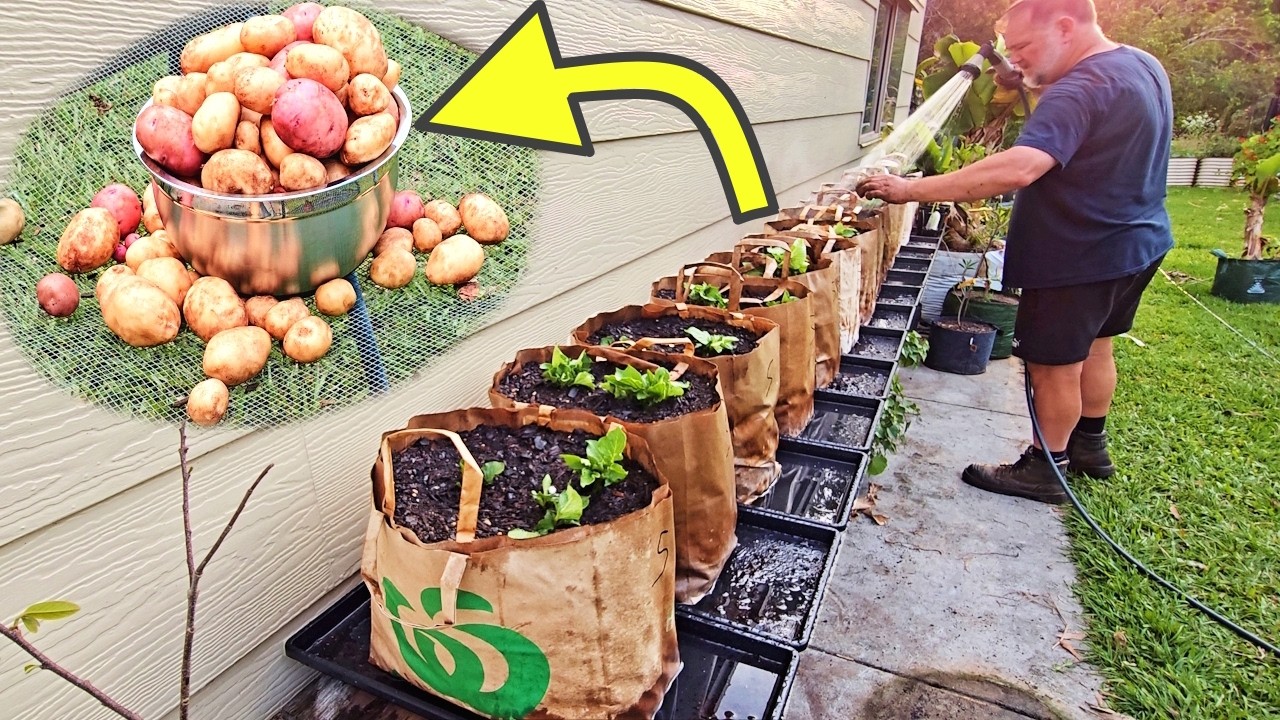 Supermarket Paper Bag Potato Grow: The Results Are In!