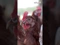15.000 kippen van Alrik kunnen na 1 jaar naar buiten! | RTV Oost
