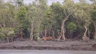 preview picture of video 'Royal Bengal Tiger in Sundarban'