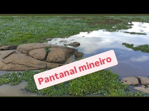  pantanal em Minas gerais,  vargem grande são João do Manteninha mg