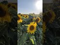 Sunflower Farming In Manosque
