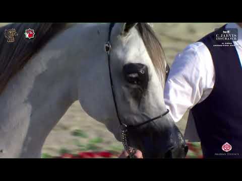 N 51 AL ARYAM GHIYATHI   Al Shiraa International Arabian Horse Show 2023   Fillies 2   3 Years Old C