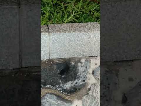 Sacred Butterfly at Tsubaki Grand Shrine - YouTube Short