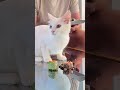 Feeding A Cat $10 Vs $10,000 Sushi