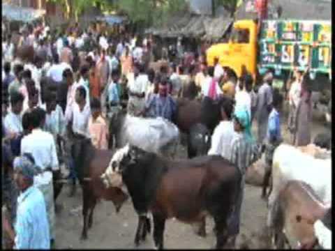 Eid-ul-Adha celebration in Bangladesh 2011: Cattle markets 