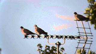 Wood Pigeons