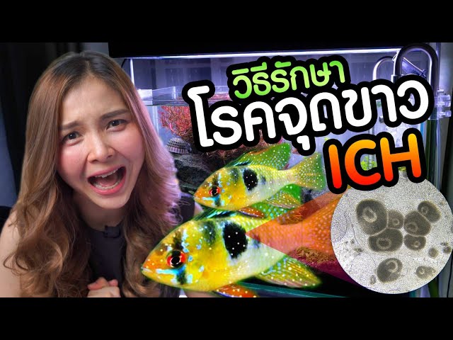 Step by Step รักษาโรคจุดขาว โรคอิ๊ก ICH หายชัวร์ รีบทำก่อนจะสายไป | มาแรงมด MarangMod Channel