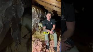 Is your attic insulation causing more harm than good? Here's 3 reasons to remove and replace!