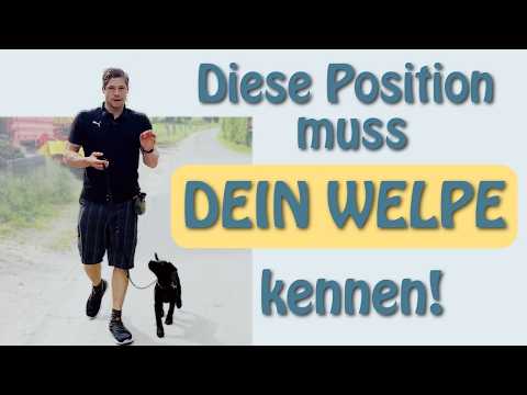 So baust du Leinenführigkeit beim Welpen auf – mein einfaches Anfänger-System