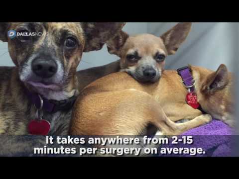 SPCA of Texas' Mobile Adoption Vehicle