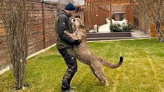 Месси неожиданно просит обнимашки😍 | Новогоднее украшение дома, заряжаемся