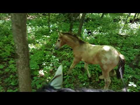 Foal going out in trail ride with Momma and brother