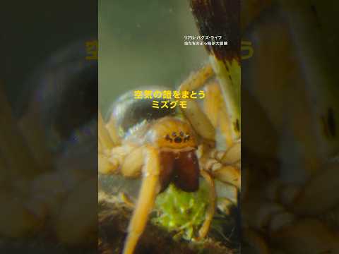 空気の鎧をまとうミズグモ | ナショジオ
