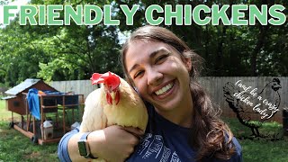 How to Have Friendly Chickens // Chickens that Follow You, Sit in Your Lap, and Let you Pet Them!