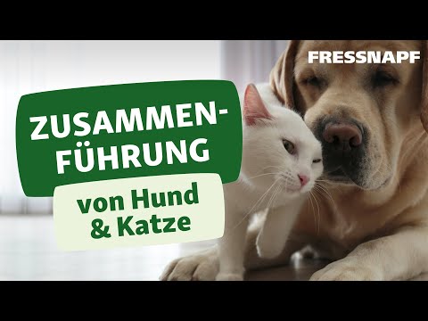 Zusammenführung von Hund und Katze: So klappt die Vergesellschaftung
