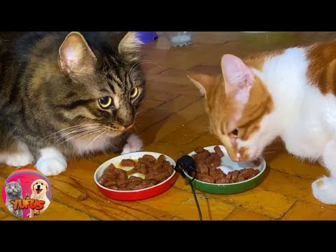 My Cats eating Wet food ASMR - Cat Eating video | YUFUS