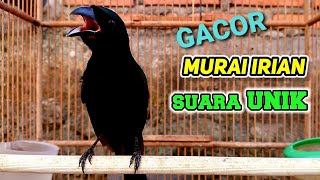 Download lagu BURUNG SEWOTAN DEOT MURAI IRIAN GACOR mp3