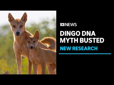 DNA testing shows most dingoes in the wild are pure and not hybrid dogs | ABC News